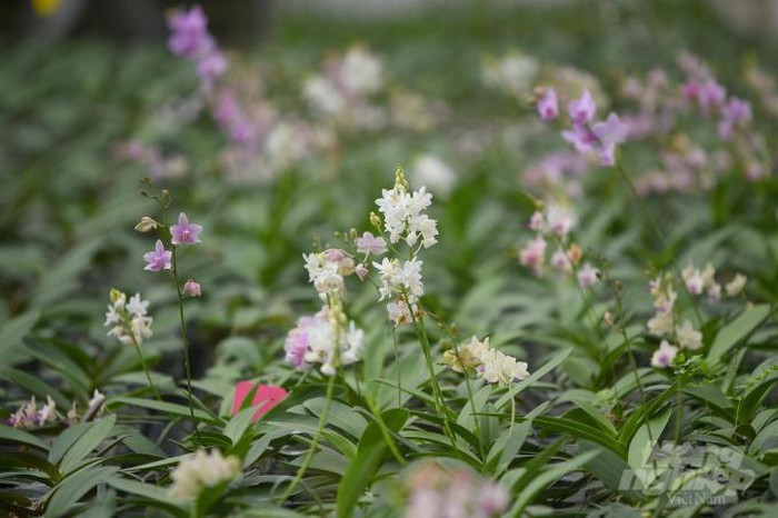 Lan dot bien co nhan giong nuoi cay mo duoc khong?-Hinh-6