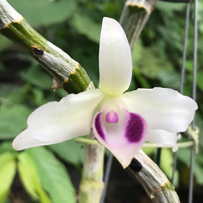 Lan dot bien co nhan giong nuoi cay mo duoc khong?