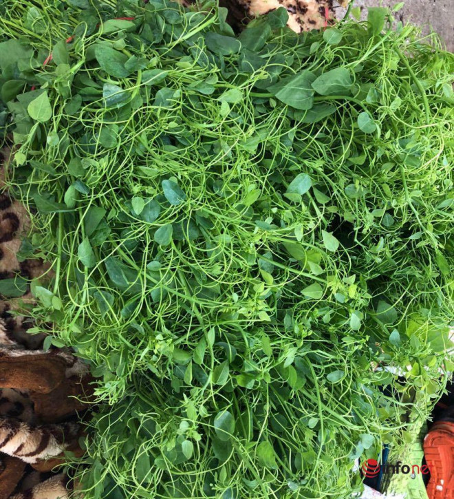 Dac san rau rung do bo ve Thu do, gia chat van chay hang