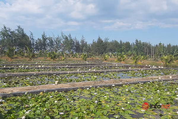 Thu tien ty moi nam nho lieu trong hoa sung ngoai-Hinh-5