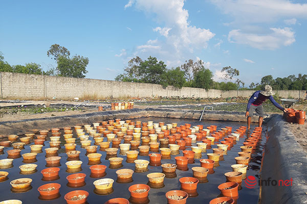 Thu tien ty moi nam nho lieu trong hoa sung ngoai-Hinh-4