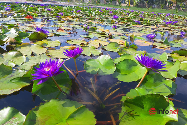 Thu tien ty moi nam nho lieu trong hoa sung ngoai-Hinh-2