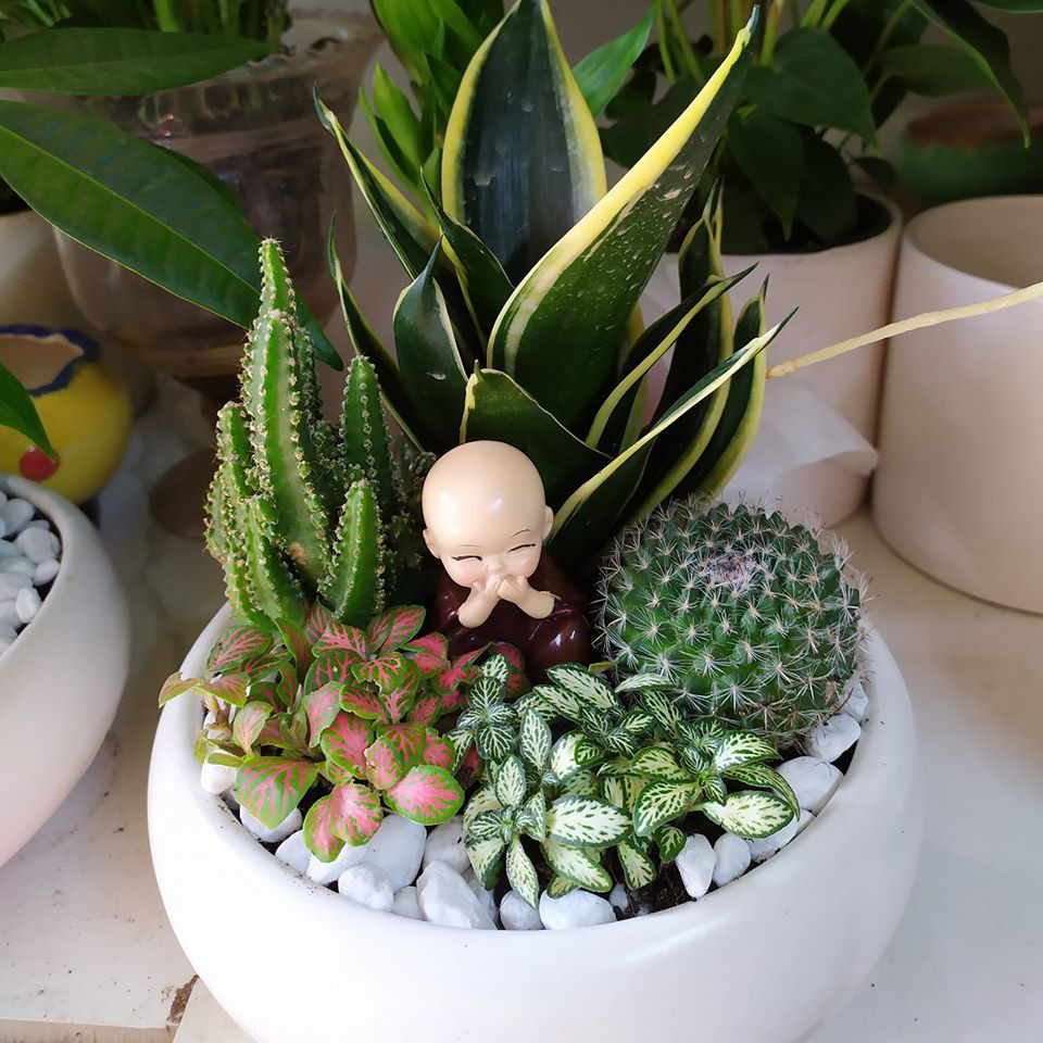 Cay canh vua dep, re lai tot cho suc khoe-Hinh-3