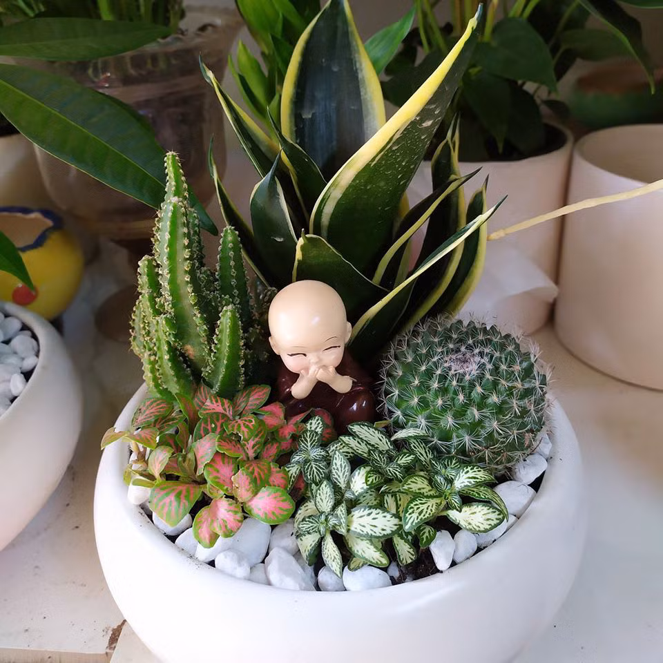 Cay canh vua dep, re lai tot cho suc khoe-Hinh-3