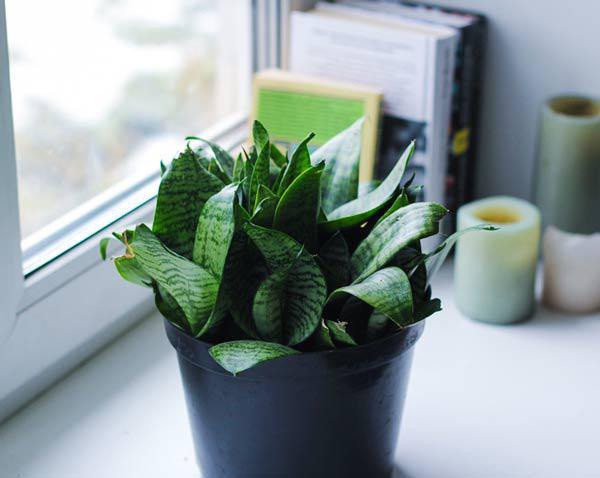 Cay canh vua dep, re lai tot cho suc khoe-Hinh-4