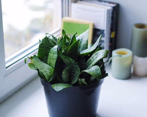 Cay canh vua dep, re lai tot cho suc khoe-Hinh-4