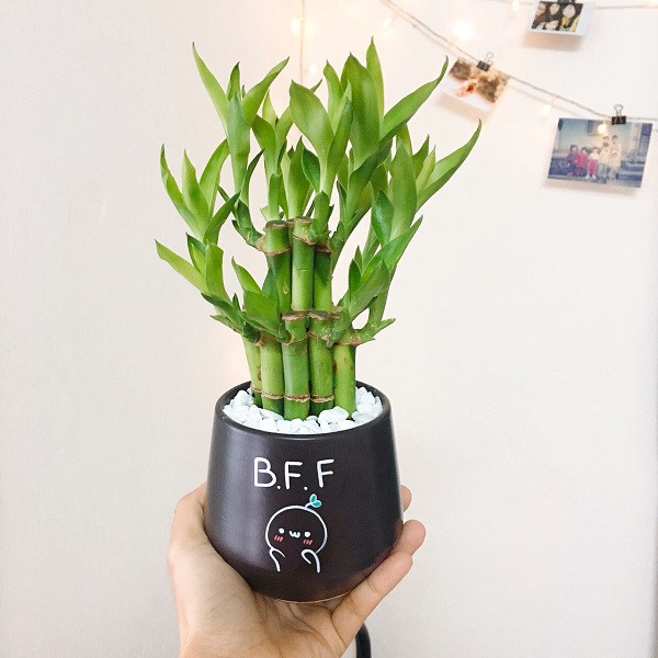 Loai cay mang den may man cho 3 con giap Ty - Mao - Thin-Hinh-2