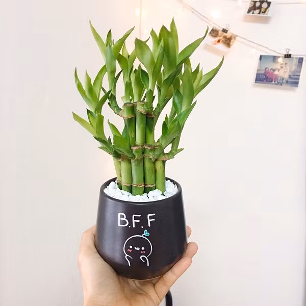 Loai cay mang den may man cho 3 con giap Ty - Mao - Thin-Hinh-2