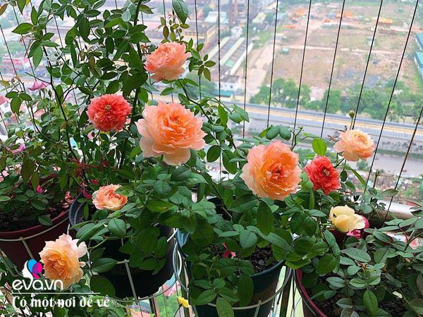 Bien ban cong 3m² thanh vuon hong-Hinh-14