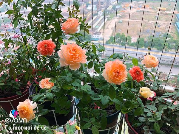 Bien ban cong 3m² thanh vuon hong-Hinh-14