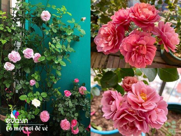 Bien ban cong 3m² thanh vuon hong-Hinh-4