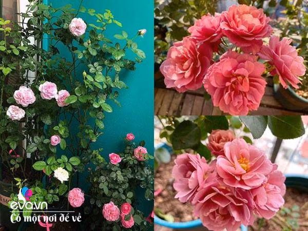 Bien ban cong 3m² thanh vuon hong-Hinh-4