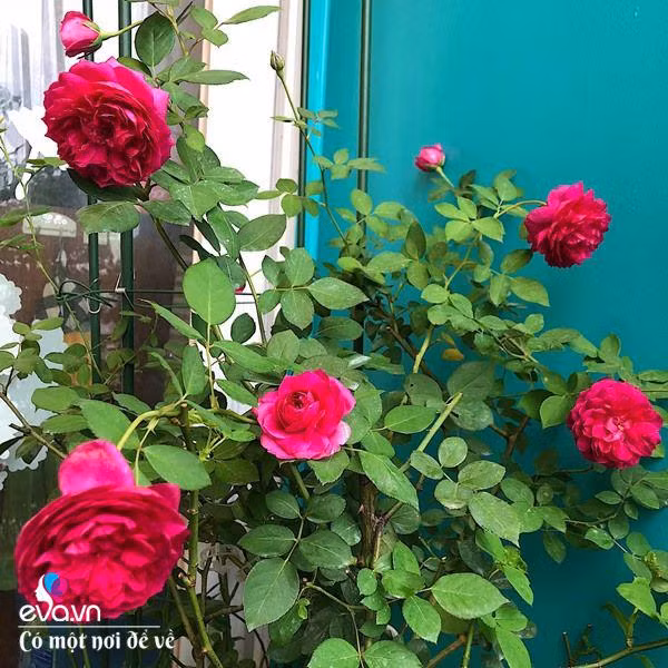 Bien ban cong 3m² thanh vuon hong-Hinh-11