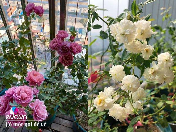 Bien ban cong 3m² thanh vuon hong-Hinh-9