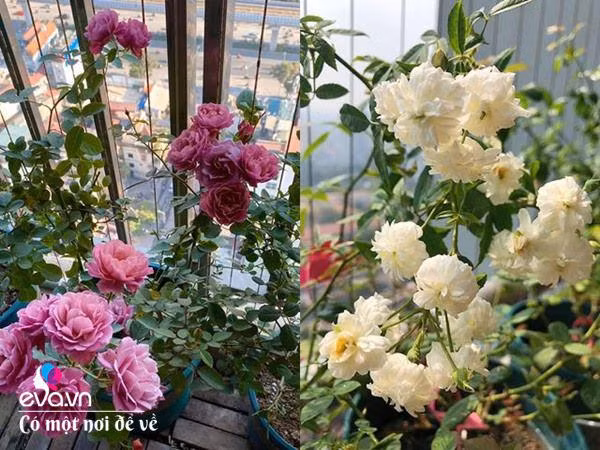 Bien ban cong 3m² thanh vuon hong-Hinh-9