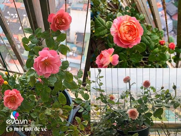 Bien ban cong 3m² thanh vuon hong-Hinh-6