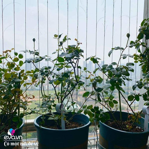 Bien ban cong 3m² thanh vuon hong-Hinh-7