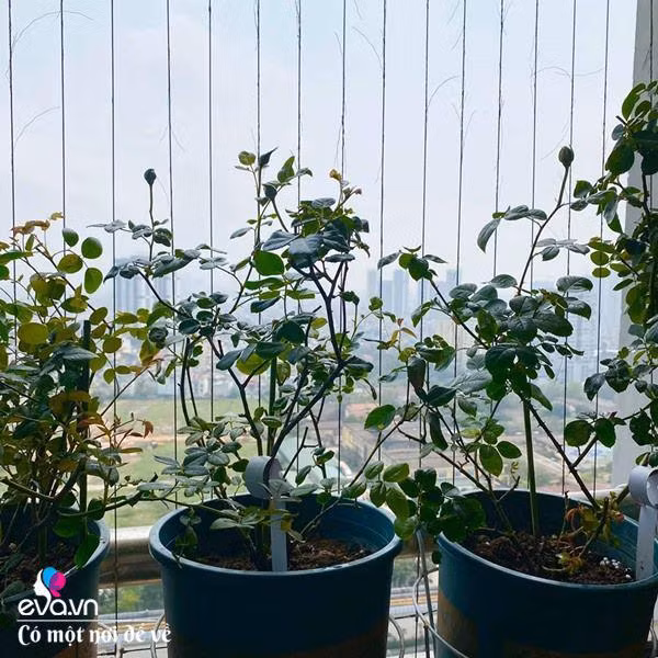 Bien ban cong 3m² thanh vuon hong-Hinh-7