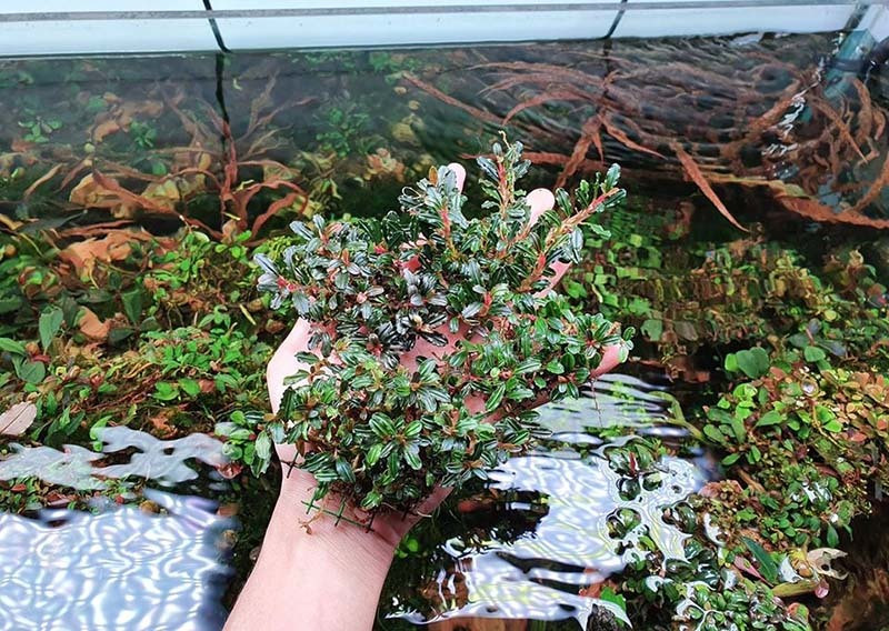 Giau vo trong co, nuoi reu, thu choi ton ca tram trieu dong-Hinh-2