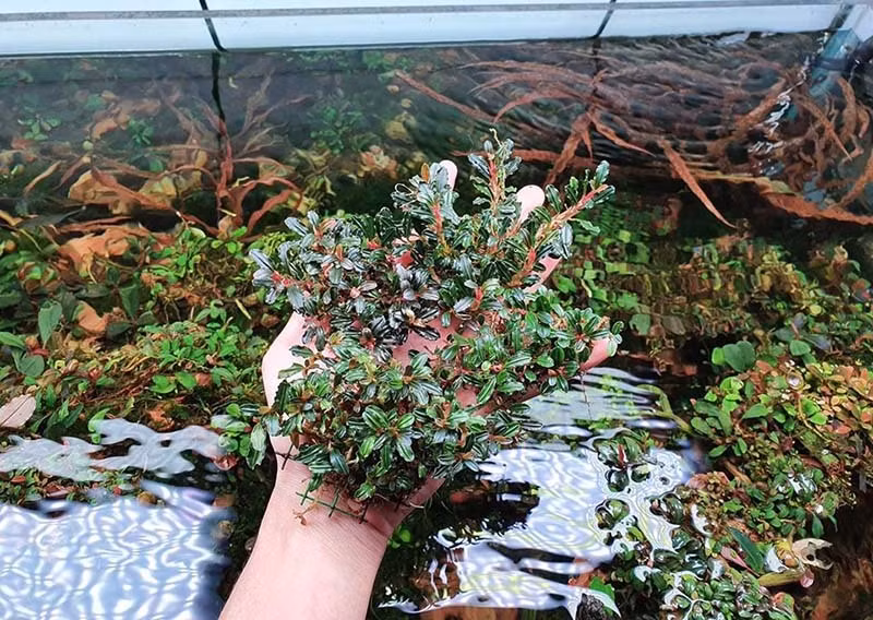 Giau vo trong co, nuoi reu, thu choi ton ca tram trieu dong-Hinh-2