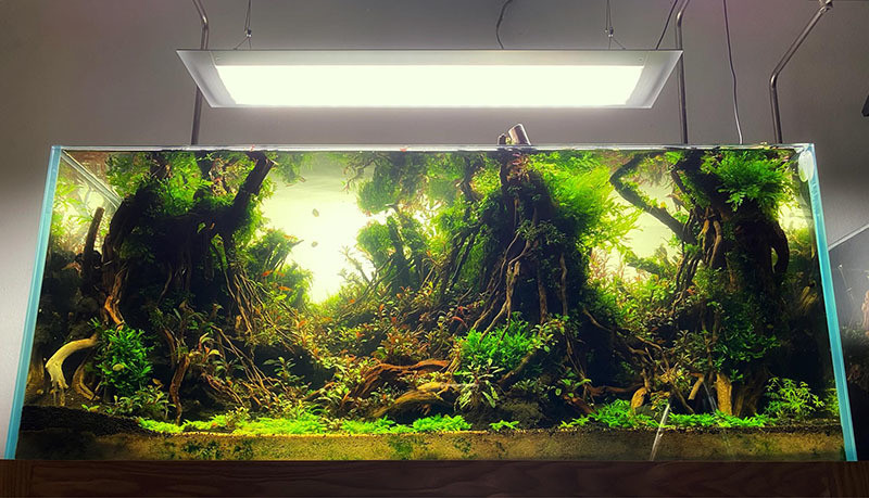 Giau vo trong co, nuoi reu, thu choi ton ca tram trieu dong