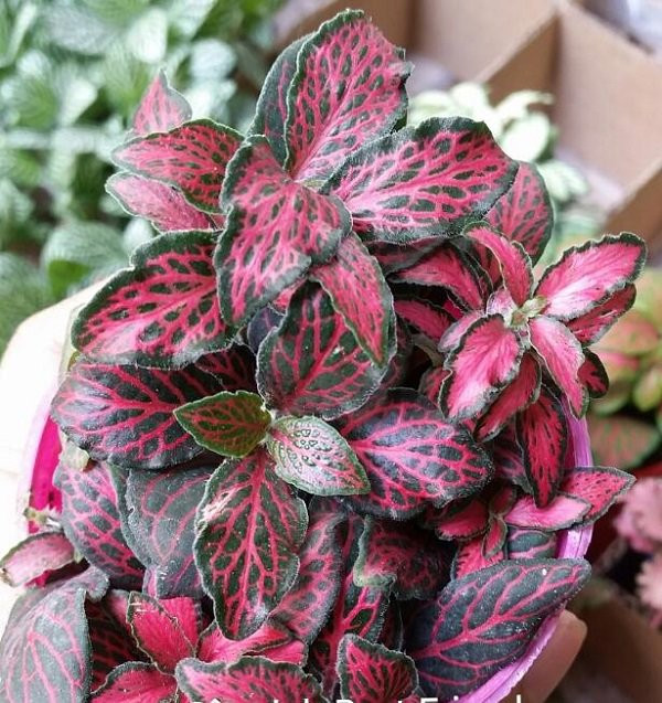 Nguoi menh Tho trong cay gi hop phong thuy, tai loc day nha?-Hinh-2