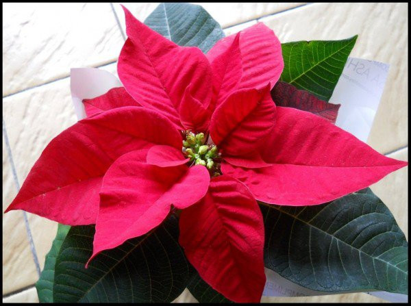 Nguoi menh Tho trong cay gi hop phong thuy, tai loc day nha?-Hinh-4