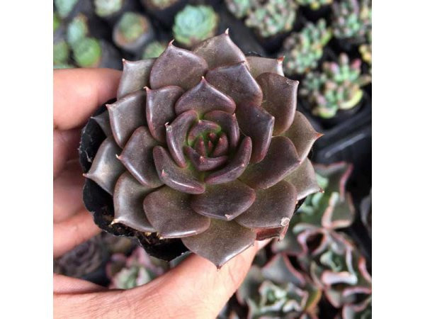 Nguoi menh Tho trong cay gi hop phong thuy, tai loc day nha?