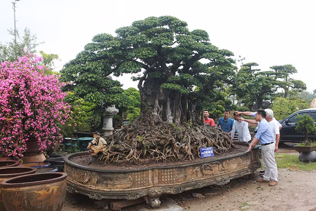 “Cửu long tranh châu” là một tác phẩm cây cảnh nghệ thuật thuộc dòng cây sanh cổ xuất hiện lần đầu tiên tại Triển lãm tại Triển lãm Sinh Vật Cảnh Việt Nam chào mừng Đại lễ 1000 năm Thăng Long Hà Nội. Dáng cây mô tả chín con rồng đang tranh nhau một viên ngọc. Tác phẩm này được coi là độc nhất vô nhị cả về tuổi đời của cây, lịch sử, sự bề thế và được xếp vào một trong 19 kỷ lục của Đại lễ 1000 năm Thăng Long Hà Nội.