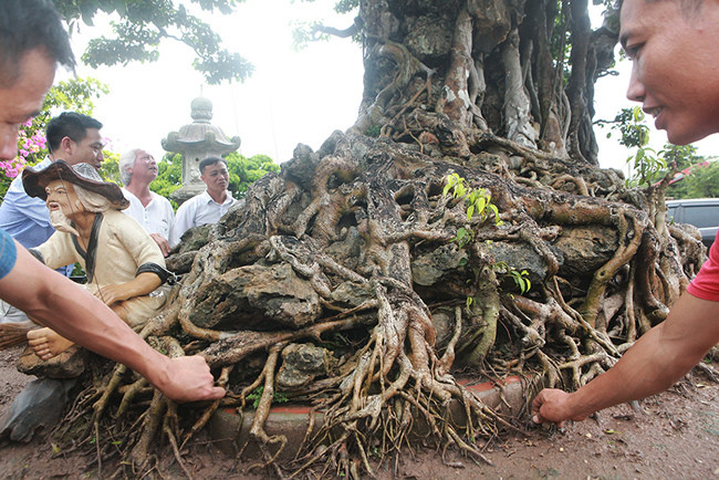 Đến nay, tác phẩm sanh cổ "Cửu long tranh châu" trồng trong chậu có bộ rễ với chu vi 9,1m, dài 3,7m, ngang 2m và cao 1,9m. Chiều cao bộ rễ là 0,55m. Chiều cao cây là 3,2m. Nếu tính cả chậu, tổng chiều cao lên đến 3,7m. Tổ chức Kỷ lục Châu Á chính thức xác lập đây là “cây sanh cổ trồng chậu có chu vi bộ rễ lớn nhất Việt Nam” vào năm 2010. Anh Nguyễn Tuấn (Tuấn phạm) – nghệ nhân làm cây cảnh nổi tiếng ở đất Hà thành là người trực tiếp tạo bông tán, tay cành cho cây.