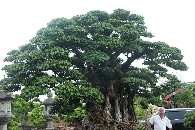 Hiện tại bộ rễ bện chặt vào đá, sụn sịn biến dị tuôn chảy như nhám thạch. Màu da của cây có màu gần giống với màu đá trơ trên các mỏm núi đá vôi ở Cao Nguyên Đá Đồng Văn, Hà Giang.