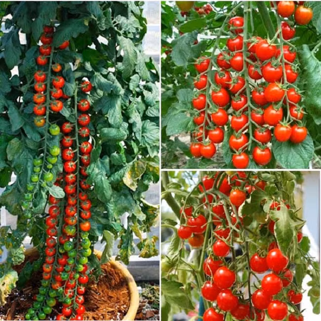 Do khoc do cuoi ca chua chuoi ngoc bien hinh thanh rau day-Hinh-2