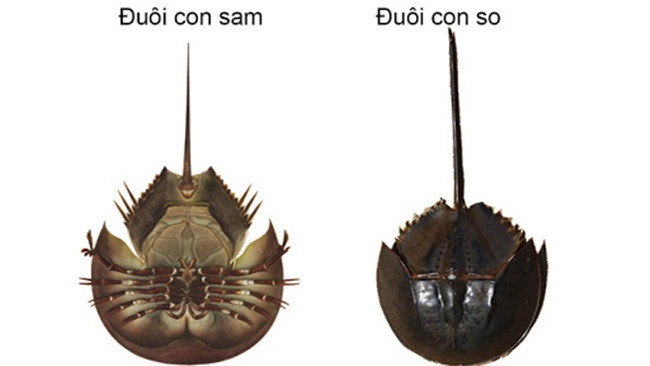 Người mua cần nhận biết con so không đi theo cặp và đuôi không có gờ mặt lưng, tiết diện cắt ngang của đuôi có dạng hình trứng hay tròn.