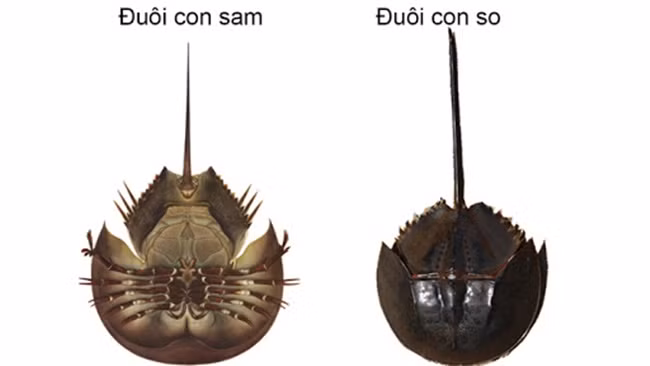 Người mua cần nhận biết con so không đi theo cặp và đuôi không có gờ mặt lưng, tiết diện cắt ngang của đuôi có dạng hình trứng hay tròn.