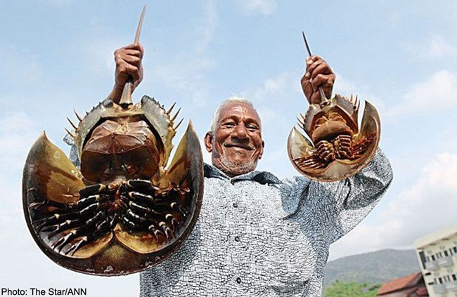 Chúng có tới 5 cặp chân để di chuyển nhưng bơi chậm.