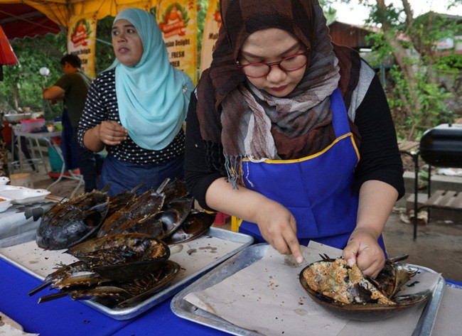 Sam trưởng thành nặng 1,5-2 kg, con cái nhẹ hơn con đực.