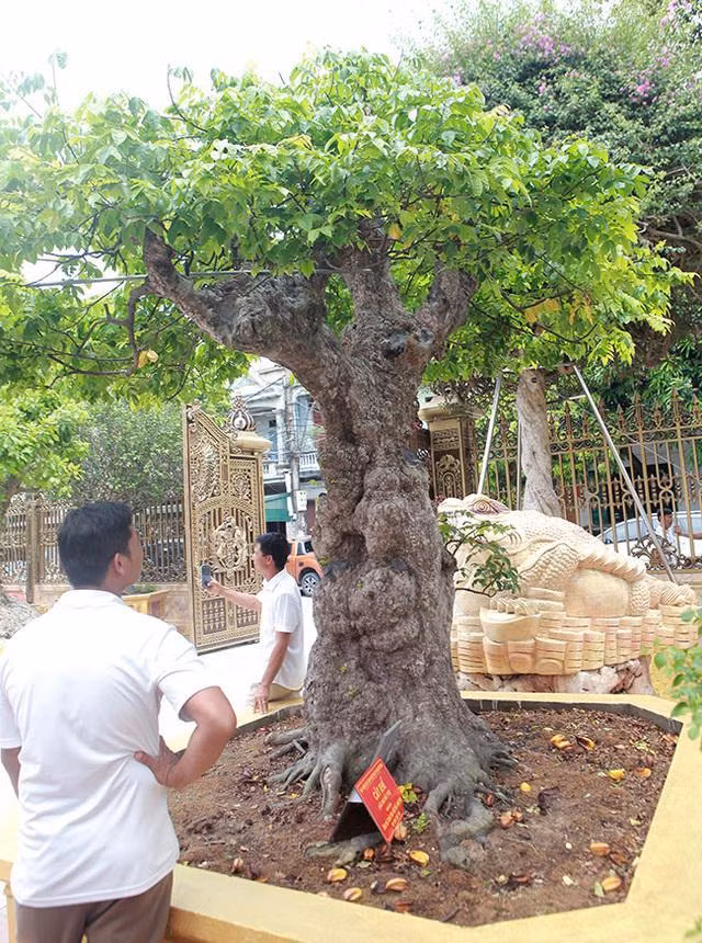 La: Trong ngo khong lay hat, mong toi khong thu la-Hinh-4