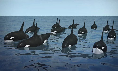 1001 thắc mắc: Tại sao cá voi sát thủ không ăn thịt người? 1001 thac mac: Tai sao ca voi sat thu khong an thit nguoi?