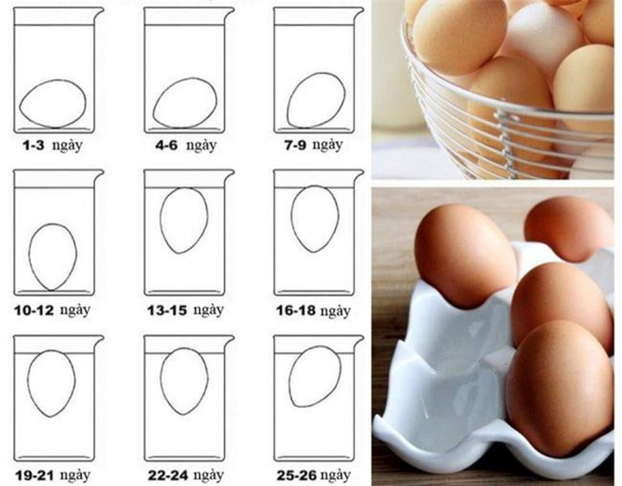 Mach ban meo chon trung ga ngon, 10 qua trung ca 10