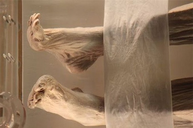 Khám phá những xác ướp đặc biệt nhất thế giới ảnh 3