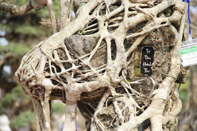 Kiet tac sanh co moc tren da gay chan dong-Hinh-5