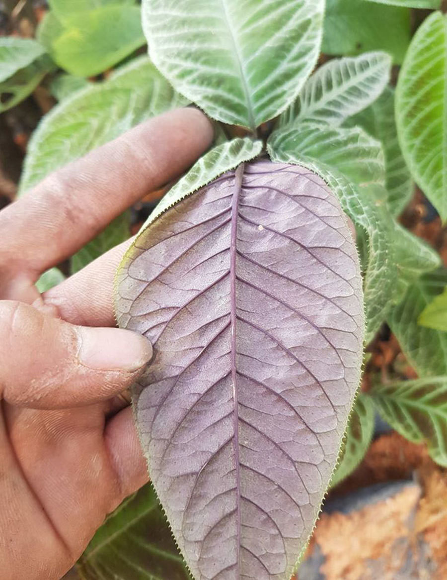 Loai cay la, la co day rang cua, sam min nhu nhung dat tien-Hinh-2