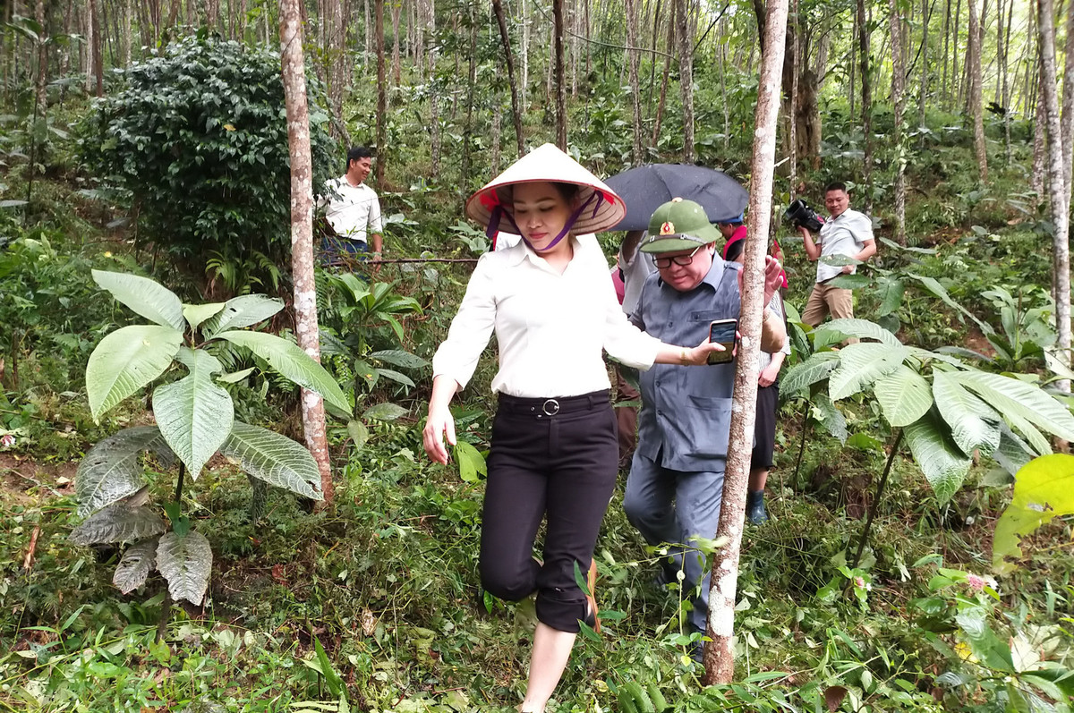 Loai cay la, la co day rang cua, sam min nhu nhung dat tien-Hinh-5