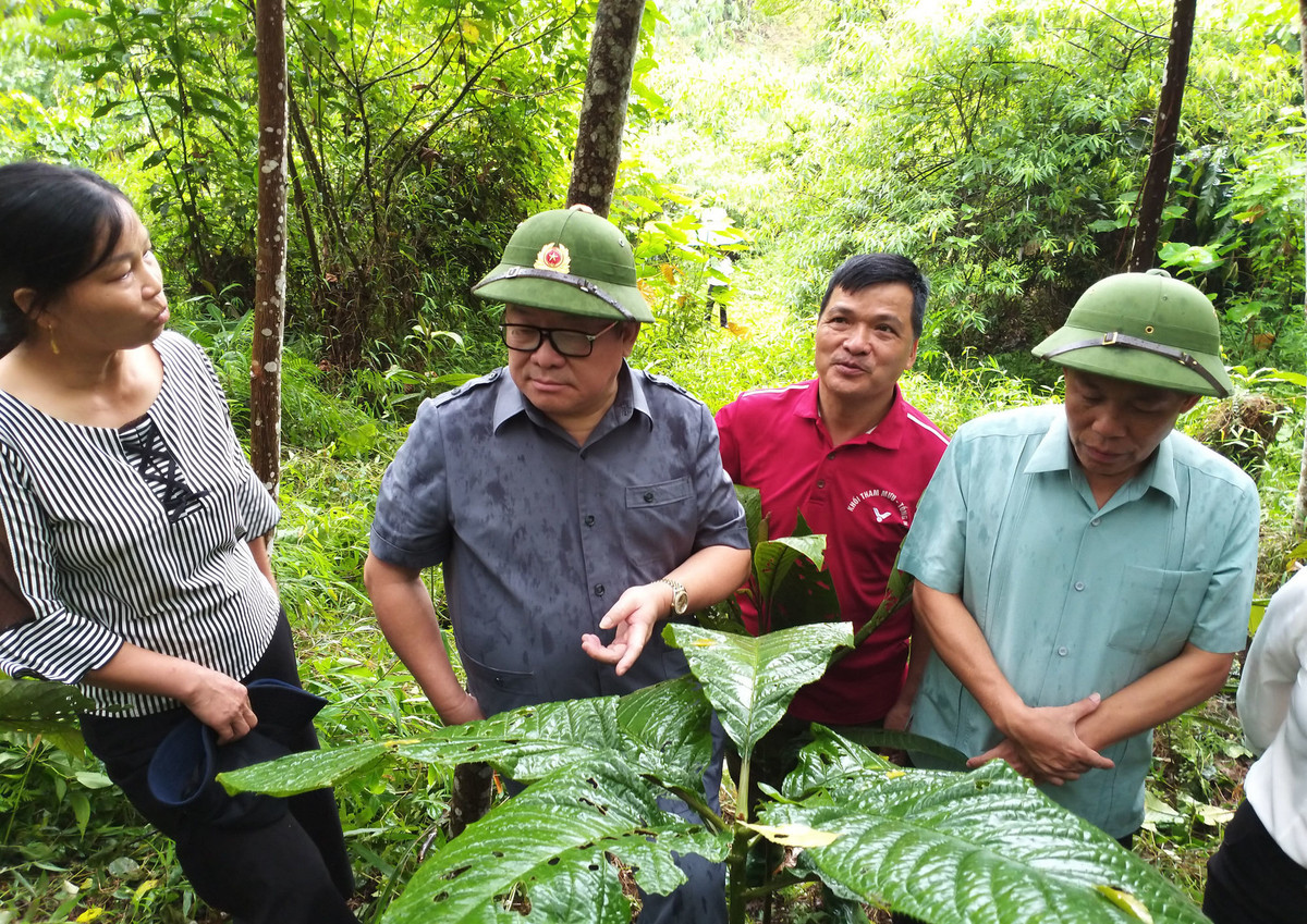 Loai cay la, la co day rang cua, sam min nhu nhung dat tien