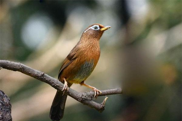 Kỳ án Trung Hoa cổ đại: Tội ác "đẫm máu" xoay quanh chú chim ảnh 1