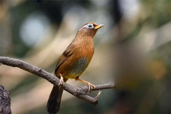 Kỳ án Trung Hoa cổ đại: Tội ác "đẫm máu" xoay quanh chú chim ảnh 1