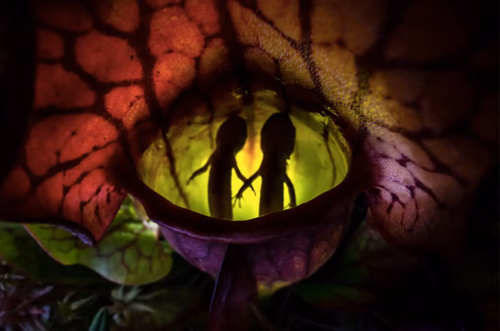 br/> Tác phẩm đoạt giải nhất ở hạng mục những loài vật khác là bức ảnh có tiêu đề Nature's Pitfall (tạm dịch: Cạm bẫy thiên nhiên) của Samantha Stephens từ Canada. Ảnh chụp hai con kỳ nhông đốm mắc kẹt trong cây nắp ấm tại trạm nghiên cứu động vật hoang dã Algonquin ở Ontario, Canada. Ảnh: Samantha Stephens.