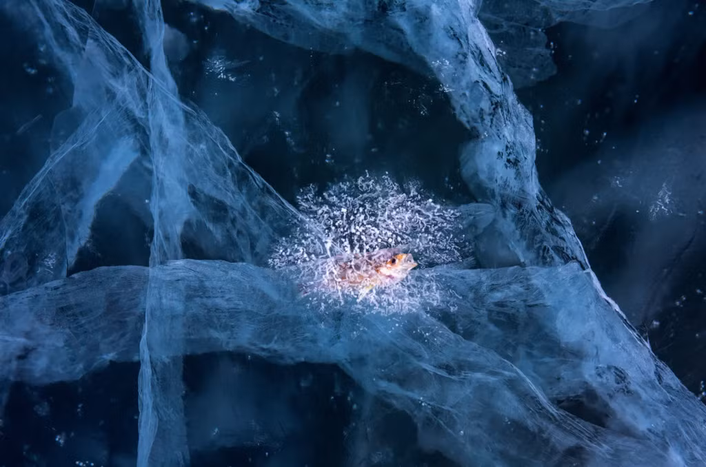 br/> Tác phẩm được trao giải nhất ở hạng mục nghệ thuật thiên nhiên là ảnh Trapped (tạm dịch: Mắc bẫy) của Andrea Pozzi từ Italy, chụp con cá mắc kẹt trong băng ở hồ Baikal. Ảnh: Andrea Pozzi.