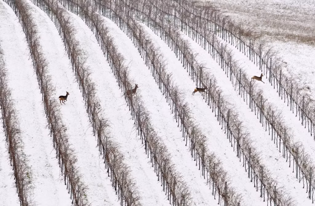 br/> Bức ảnh Vigneti của Stanislao Basileo (Italy) được trao giải nhì ở cùng hạng mục. Ảnh chụp những chú hươu trong vườn nho ở Langhe, miền Bắc Italy. Ảnh: Stanislao Basileo.