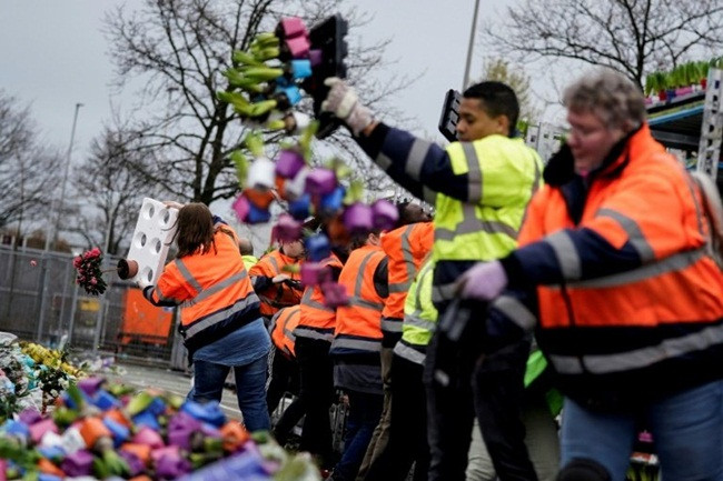 Tại tập đoàn cung cấp hoa FloraHolland Naaldwijk ở Honselersdijk, các nhân viên đã phải đổ bỏ rất nhiều hoa hồng, hoa cúc và tulip do không bán được.